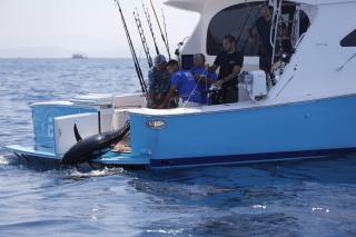 TURKEY TOURNAMENT RECORD HAS BEEN BROKEN AT THE 2017 MOST BODRUM TOURNAMENT!! THE RECORD HAS BEEN BROKEN BY BLUEFIN BOAT TURGUT KONUKOĞLU AND HIS CREW WITH 116 KG 